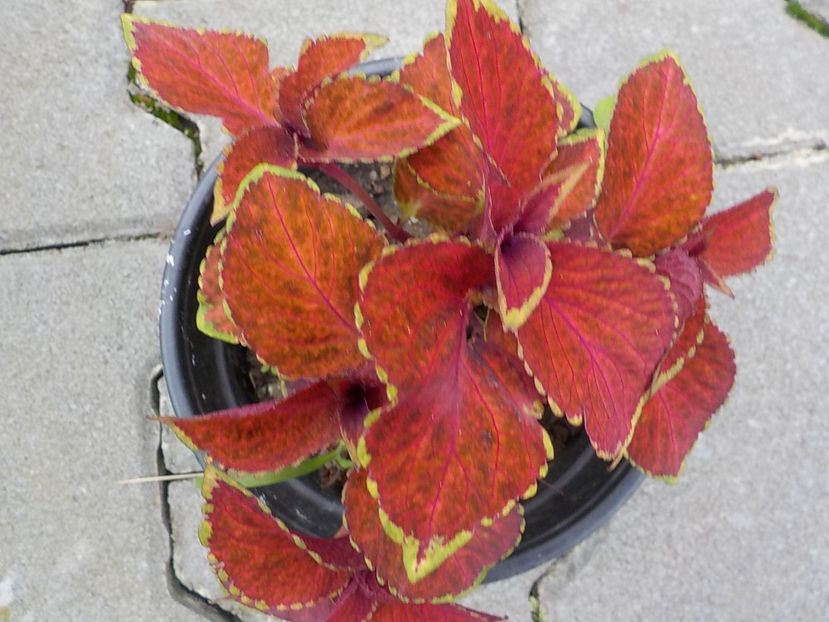  - coleus