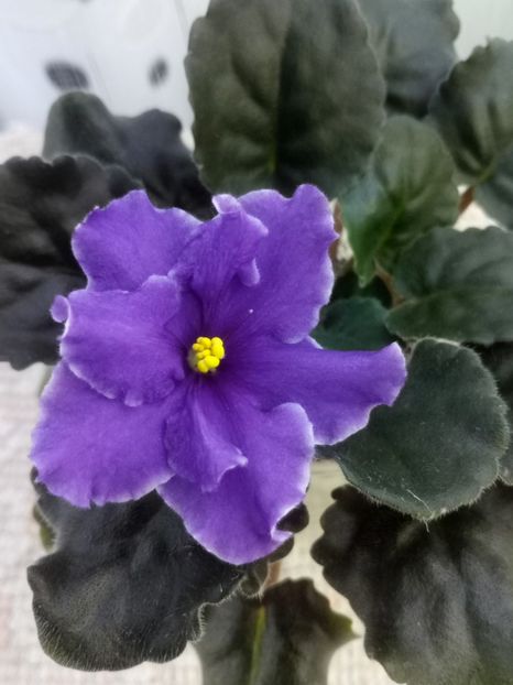 15 iunie - ZZ Ian Tornado sport