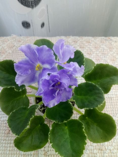 15 iunie - ZZ LE Siurprizy Zimny - LE The Surprise of Winter