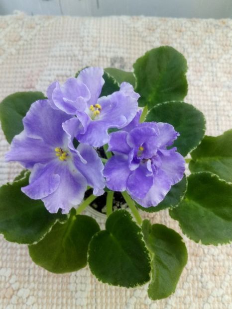 15 iunie - ZZ LE Siurprizy Zimny - LE The Surprise of Winter