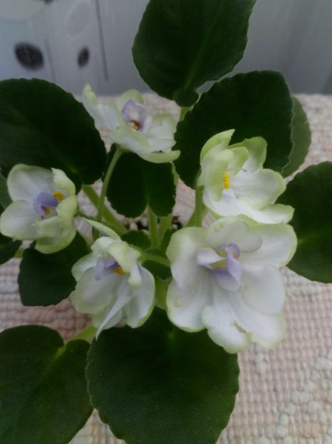 15 iunie - ZZ Ma s Soap Bubbles