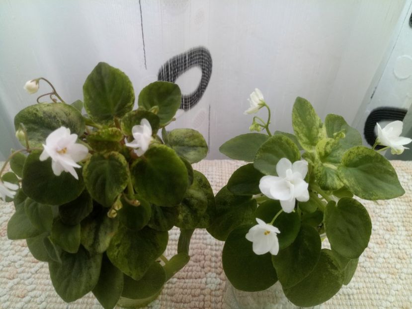 15 iunie - Ramblin Silver