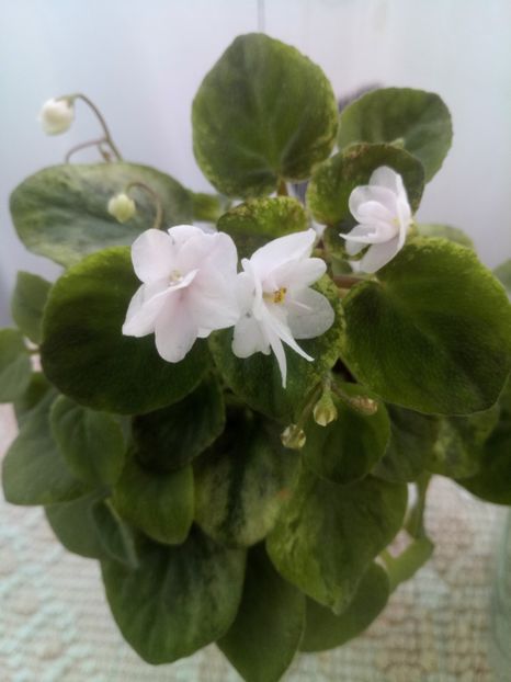 15 iunie - Ramblin Silver