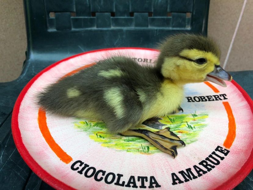 Ultima fitza - Bomboane asortate 2019