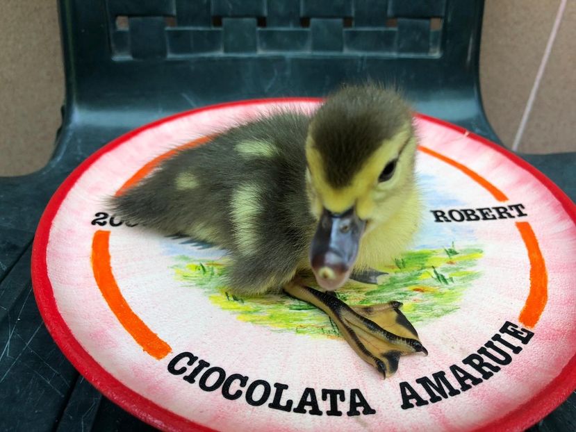  - Bomboane asortate 2019