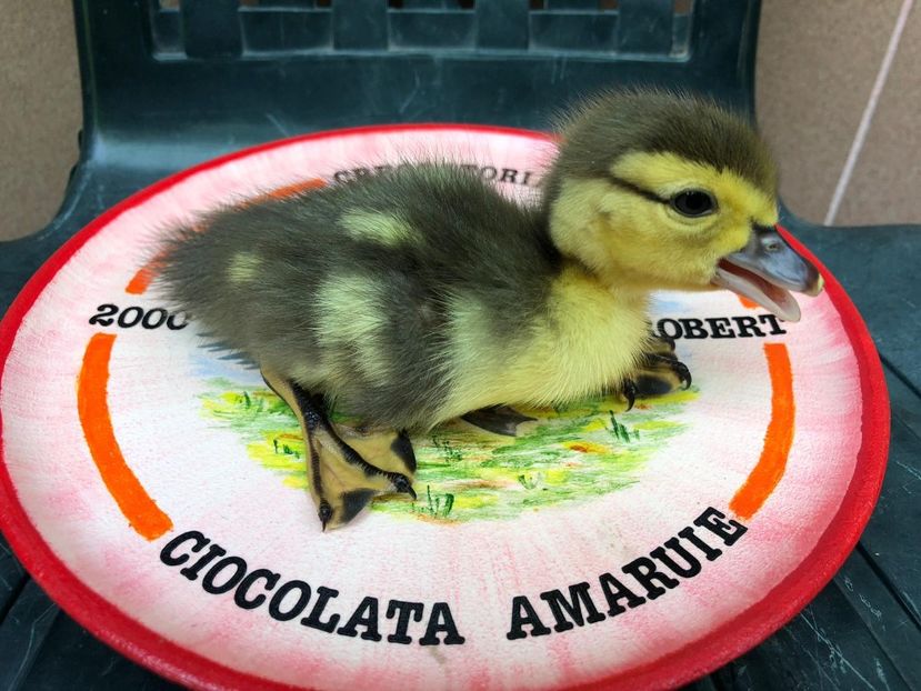  - Bomboane asortate 2019