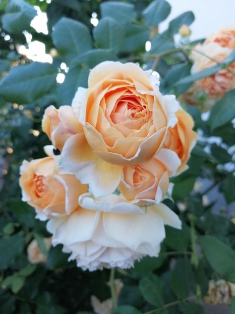  - engl Crown Princess Margaret dimov 18
