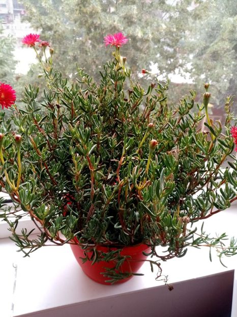 lampranthus(floarea de cristal) - iunie 2019