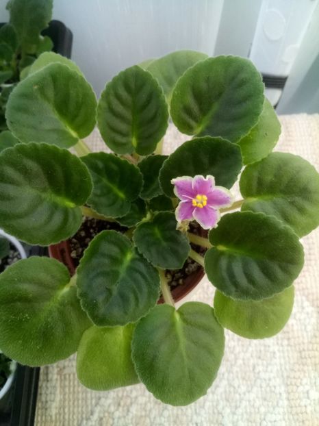 15 iunie - ZZ Rebel s Splatter Kake