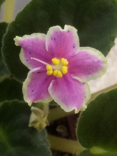 15 iunie - ZZ Rebel s Splatter Kake