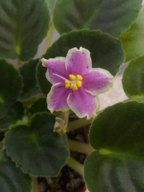 15 iunie - ZZ Rebel s Splatter Kake