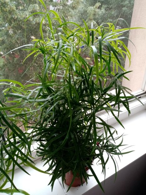 asparagus falcatus - iunie 2019