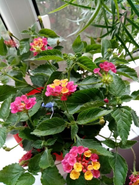 Lantana rosie - iunie 2019