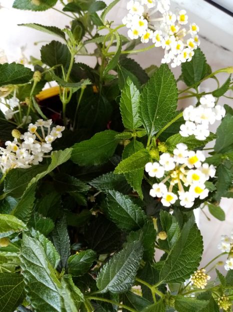 lantana alba - iunie 2019