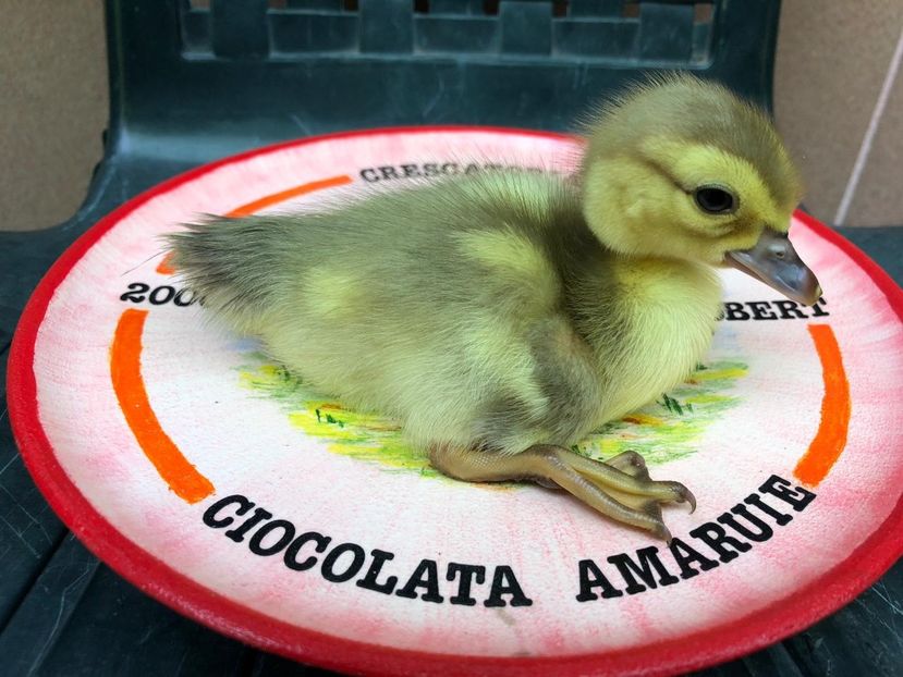 ultima fitza - Bomboane asortate 2019