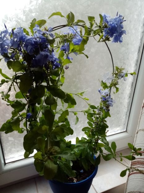 plumbago - iunie 2019