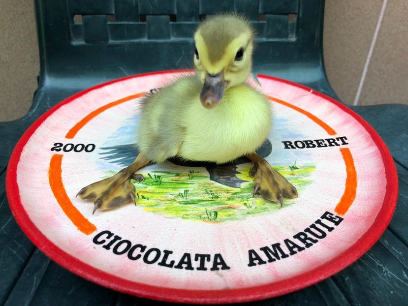  - Bomboane asortate 2019