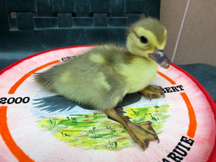  - Bomboane asortate 2019