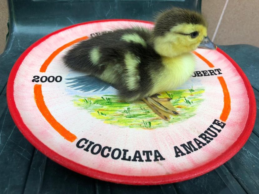  - Bomboane asortate 2019