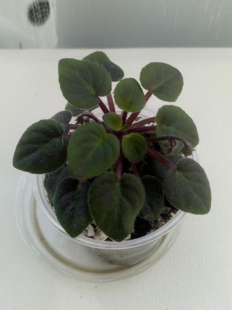 29 mai - ZZ Tiny Wood Trail