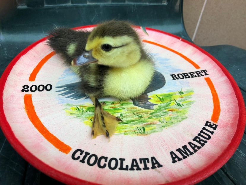 ultima fitza - Bomboane asortate 2019