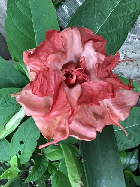 A3D403A1-4A42-4A49-B8F8-759095635ED0 - Brugmansii 2019