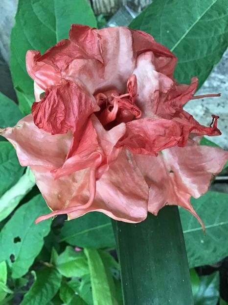 B8D4C543-A818-4BCD-9C76-FB0FB17847F3 - Brugmansii 2019