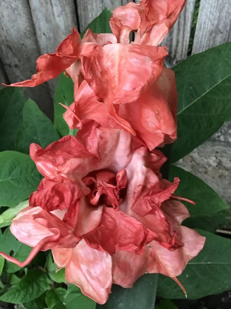 F62445B8-462B-4A5F-9337-1DAB2112ABCB - Brugmansii 2019