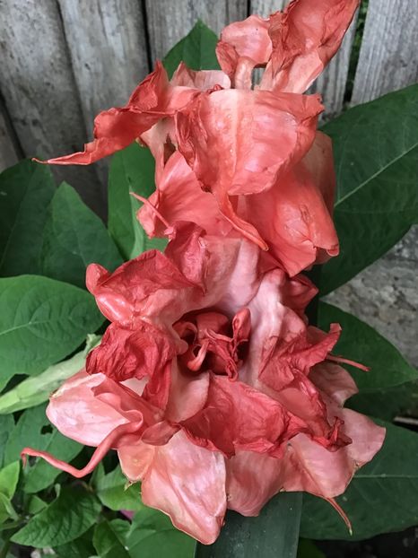 262A33CF-A5BD-410B-BEE8-5477FF5121F3 - Brugmansii 2019