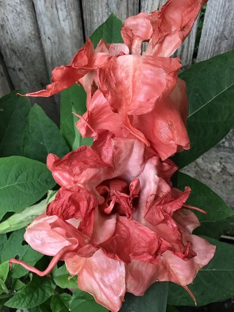 94185EC3-ED33-42E3-AB73-644FD543256D - Brugmansii 2019