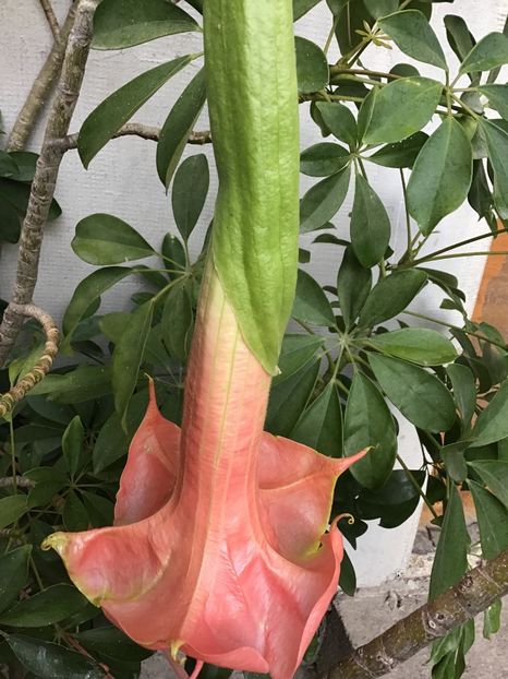 9A9FA4AA-FDB9-46F5-9C36-BC10FCEC0E6C - Brugmansii 2019