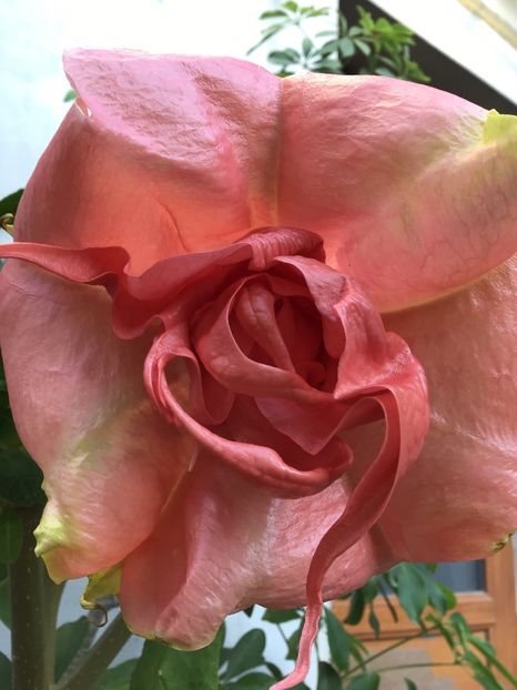 2CF61336-D3CB-4A49-84C4-60B33E8826C4 - Brugmansii 2019