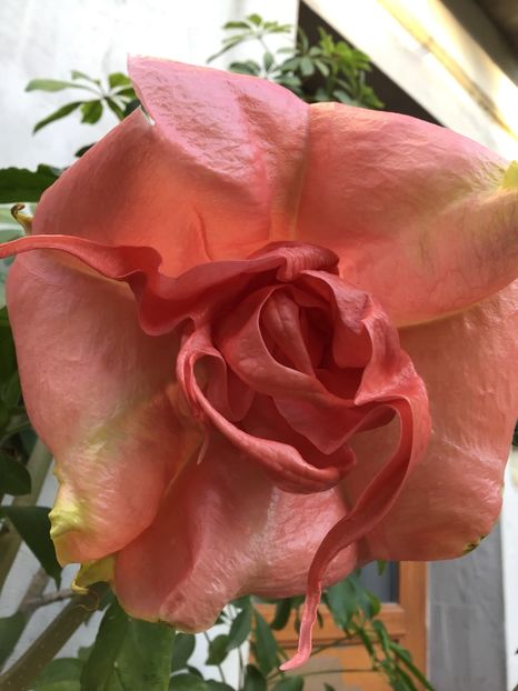 B85792B6-B1C4-458B-803D-01FF3C173834 - Brugmansii 2019