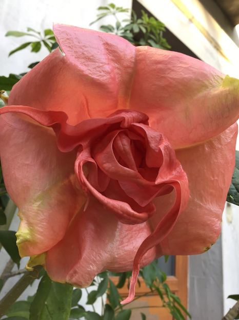 DB9B41A5-B63A-494F-816E-2A2E1595F275 - Brugmansii 2019