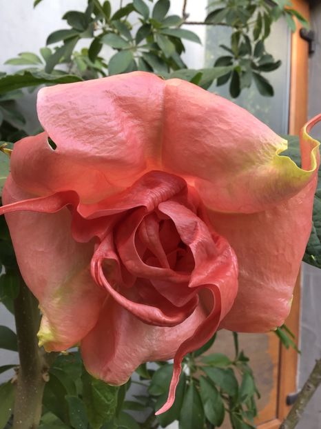 DFDBE0FE-D987-4C18-BE9B-BDC5B1855BE8 - Brugmansii 2019