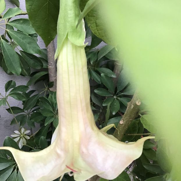 EFB77963-9F2E-44BC-9B02-6ED49CEB9BA6 - Brugmansii 2019