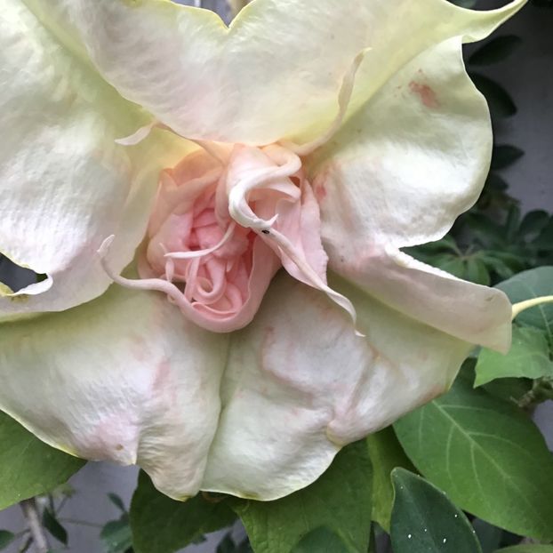 11E726C0-F56E-4D33-9BFD-7E5989257E56 - Brugmansii 2019