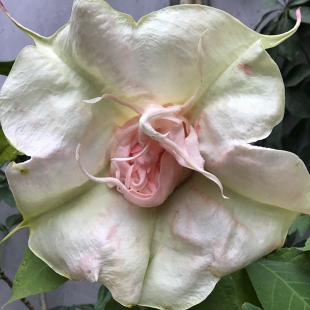 14EA7EBD-A599-457E-A257-B9A06C553431 - Brugmansii 2019