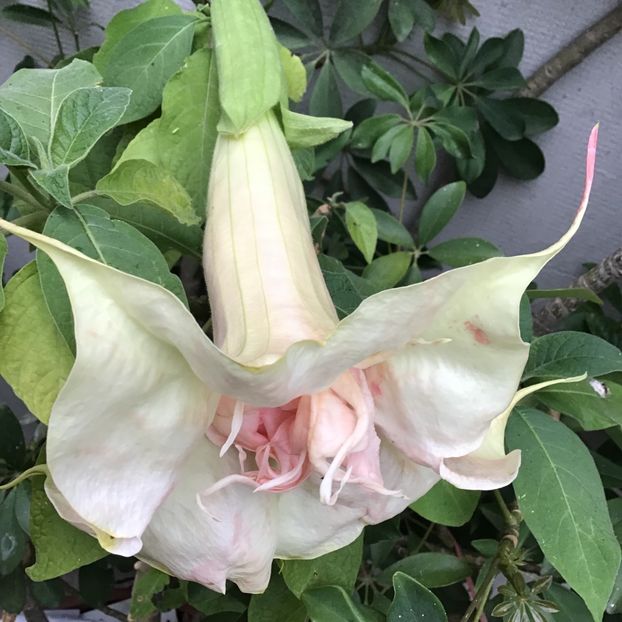 58EF3160-8FAE-4A5B-BE4C-0ED1DC83C028 - Brugmansii 2019