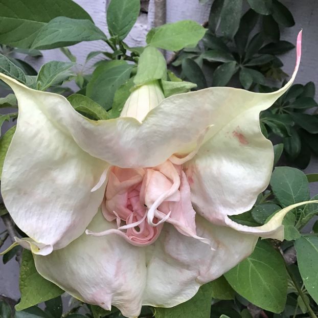 A0D83606-AECA-442D-9628-11EDBB5F7191 - Brugmansii 2019