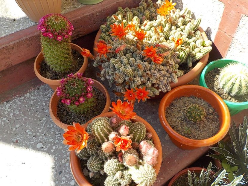  - CACTUSI si SUCULENTE