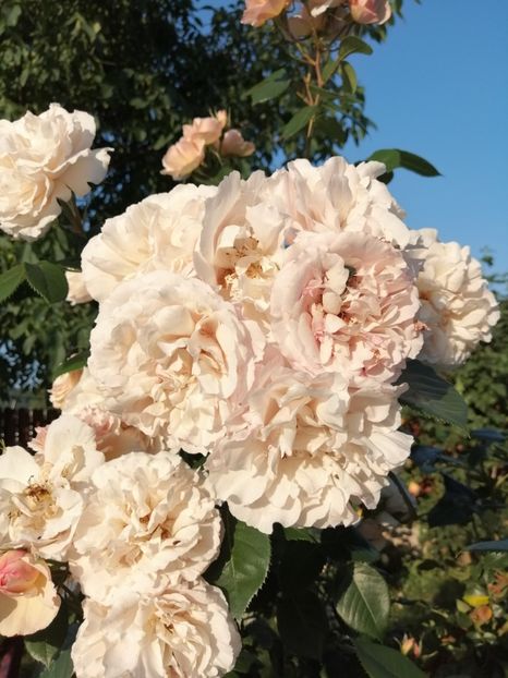  - 0000 2019 gradina
