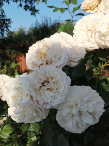  - 0000 2019 gradina