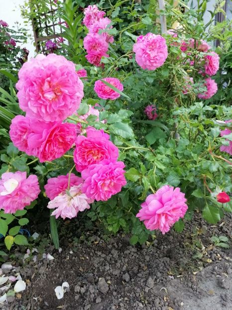  - 0000 2019 gradina
