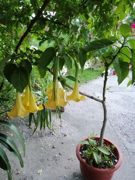  - 0000 2019 gradina