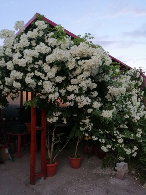  - 0000 2019 gradina