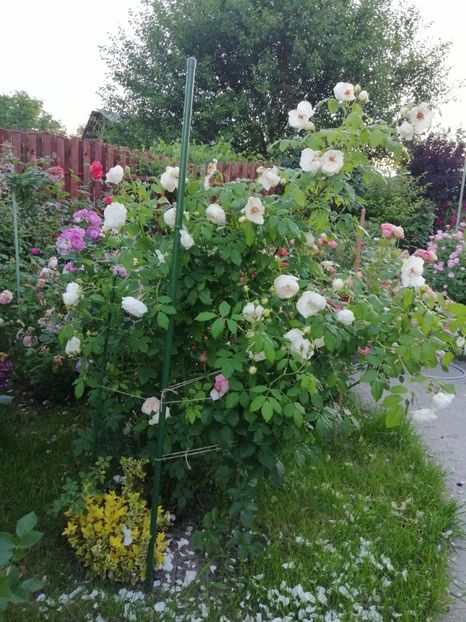  - 0000 2019 gradina