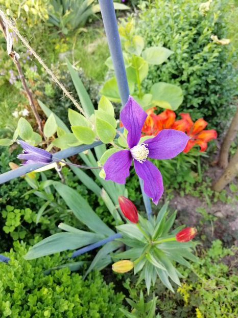  - 0000 2019 gradina