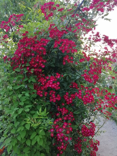  - 0000 2019 gradina