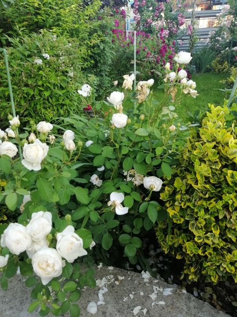  - 0000 2019 gradina